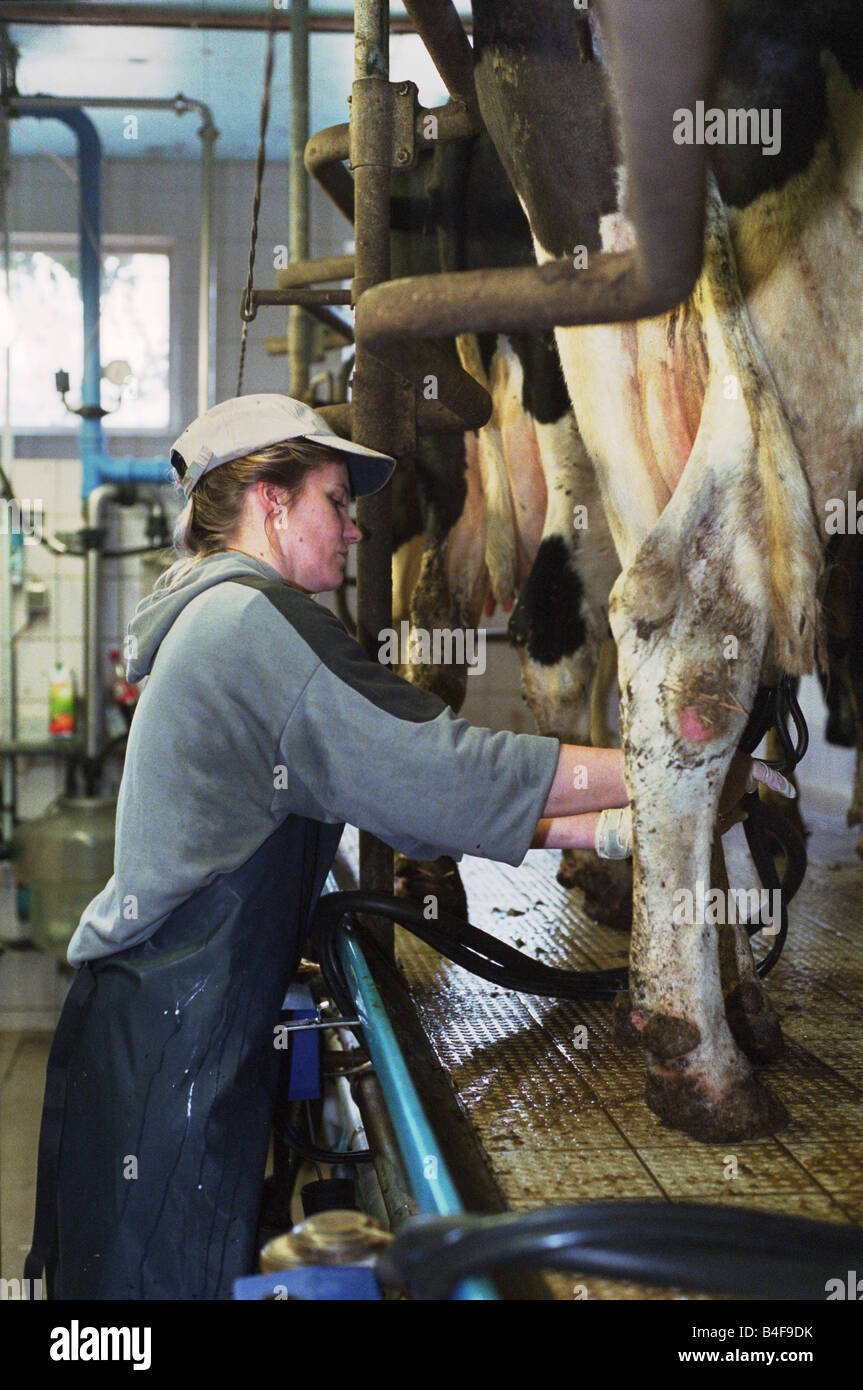 Woman connecting a cow to a milking machine, Heidenau, Germany Stock Photo