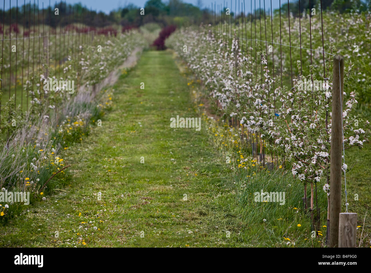 Blossoming fruit trees in the Blue Mountain district of Ontario, Canada. Stock Photo