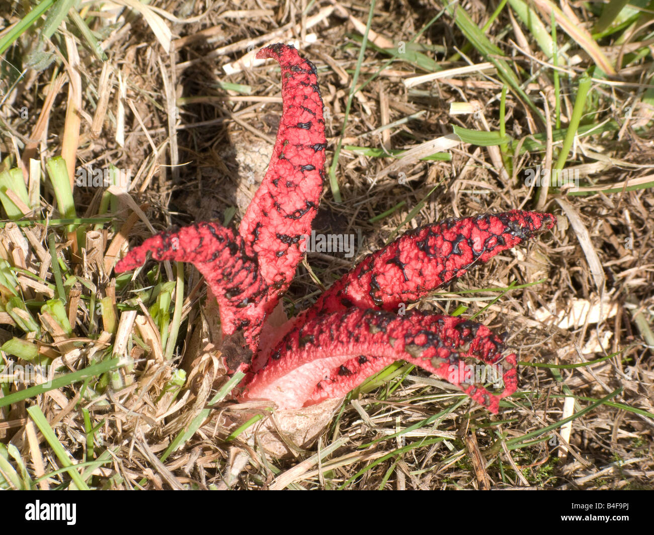 Clathrus Archeri - Devil's Fingers Fungus Stock Photo - Alamy