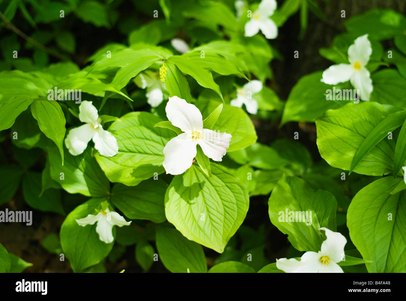 Trillium flower White in Toronto, Ontario, Canada. Stock Photo