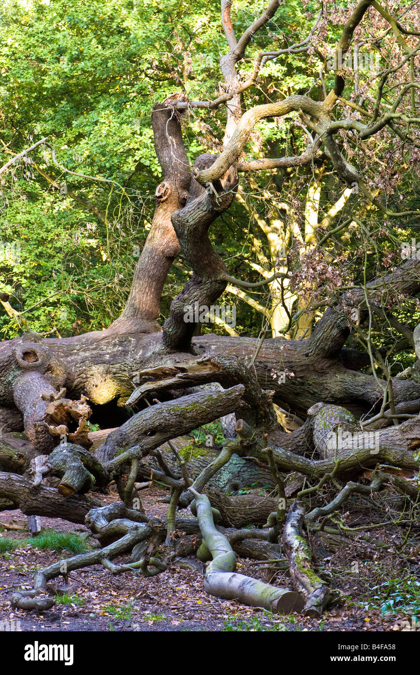 Fallen tree and early autumn on Hampstead Heath Hampstead London NW3 United Kingdom Stock Photo