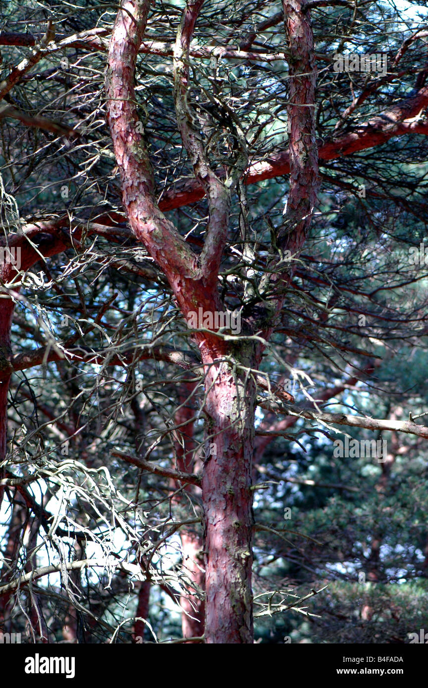 A Scots pine in a forest Stock Photo
