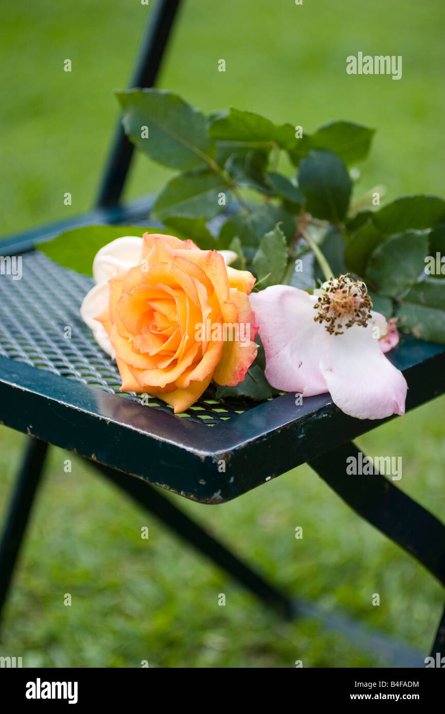 Two Colour Roses High Resolution Stock Photography and Images - Alamy
