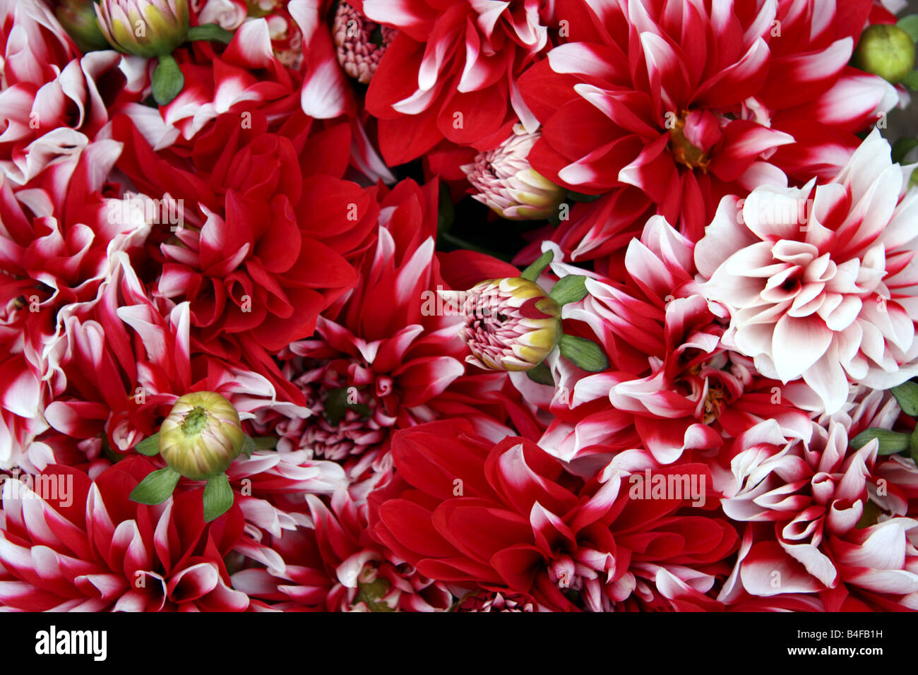 FLOWER SHOP IN DELHI INDIA Stock Photo Alamy