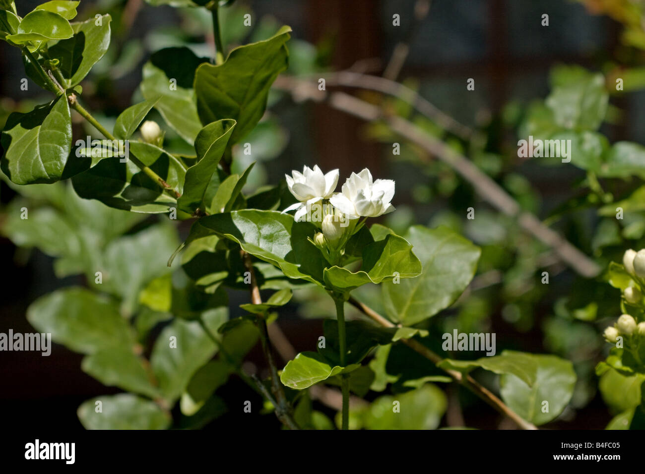 Arabian Jasmine Leaves High Resolution Stock Photography and Images - Alamy