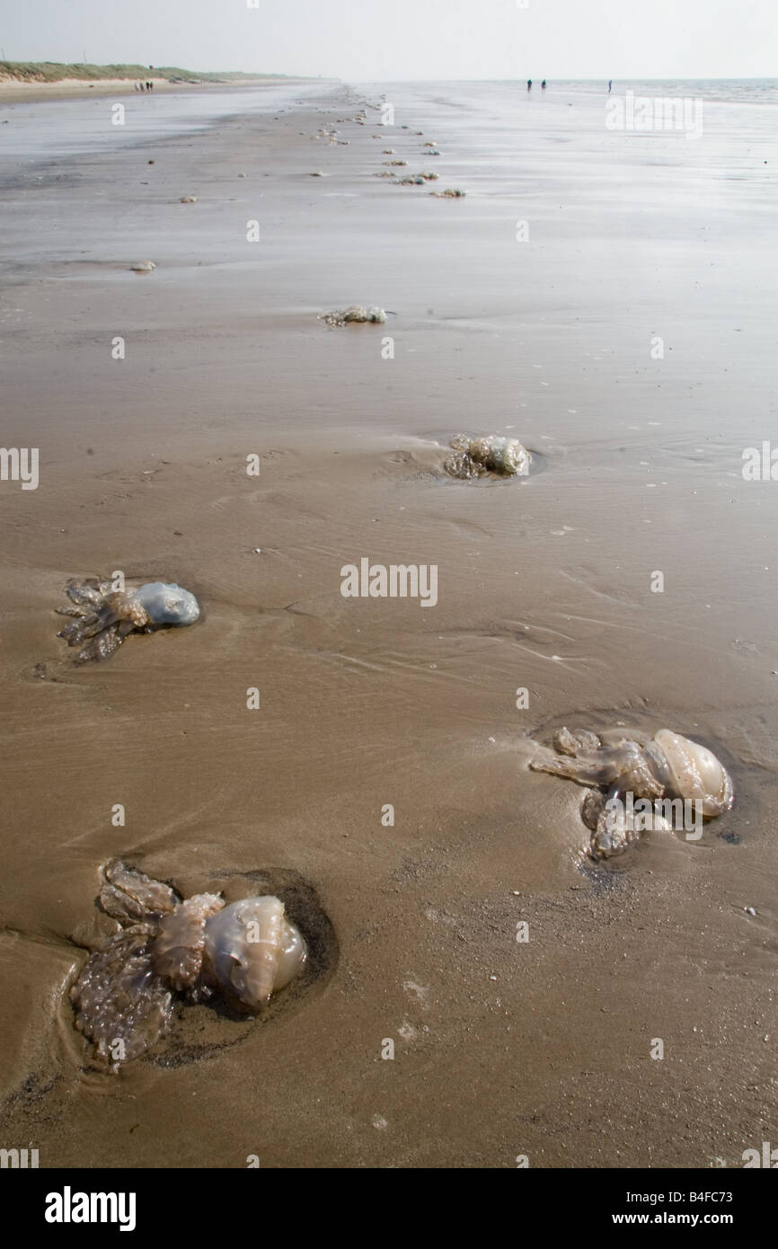 Stranded jellyfish, Pendine, Carmarthen, Wales, UK Stock Photo
