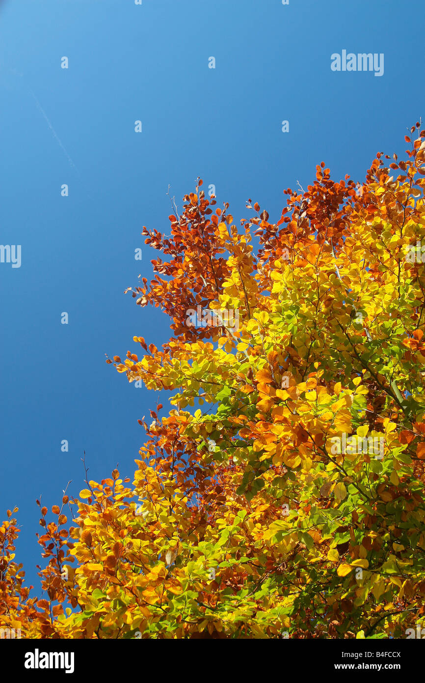 autumn tree Stock Photo