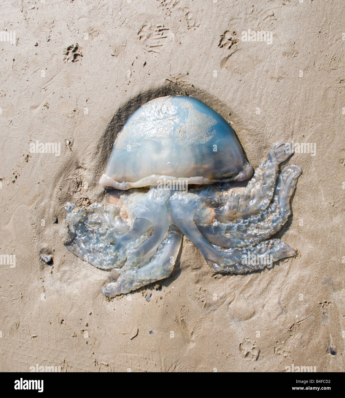 Stranded jellyfish, Pendine, Carmarthen, Wales, UK Stock Photo Alamy