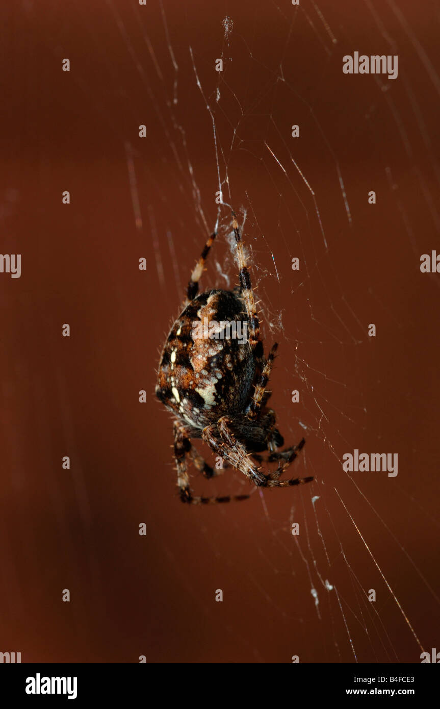 A Garden Spider (Araneus diadematus) On Its Web.Its Also Known As The ...