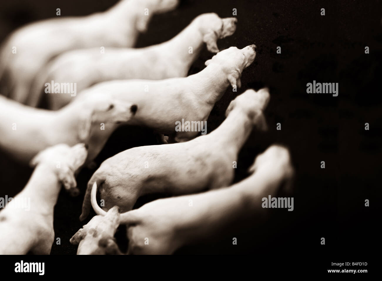 hunting dogs Stock Photo