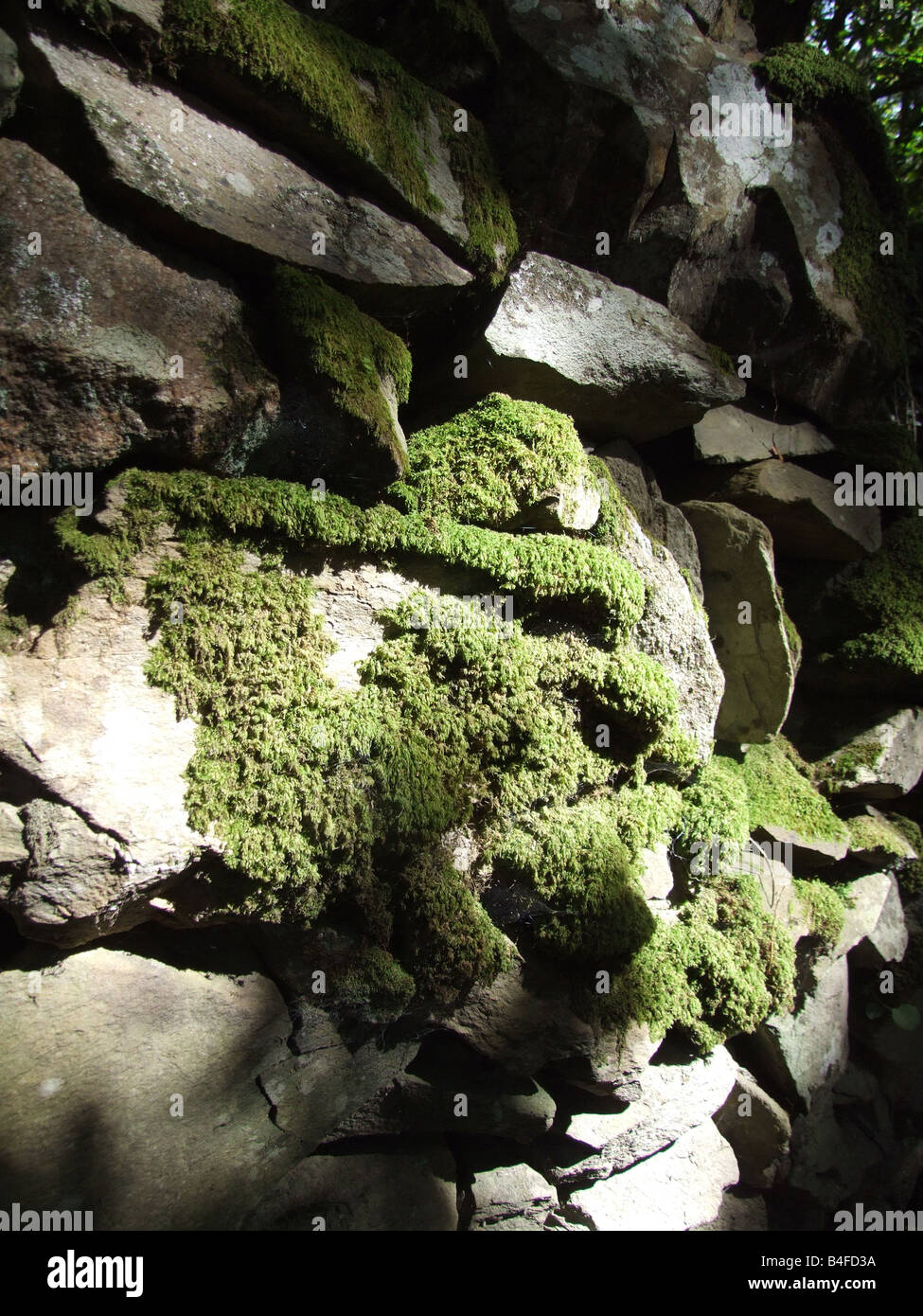 dry stone wall covered with lichen and moss Stock Photo - Alamy