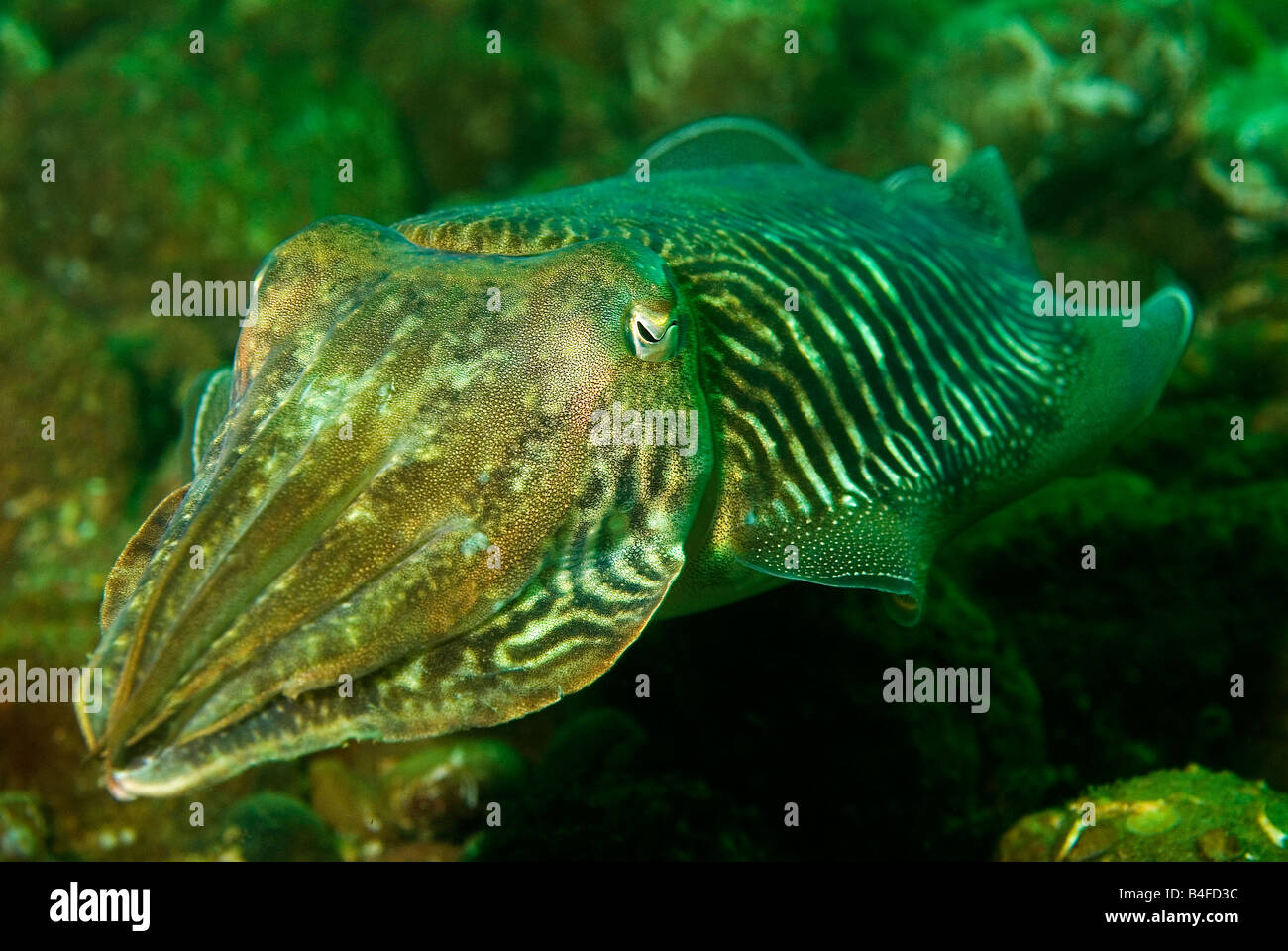 cuttle fish, chesil beach, portland Stock Photo