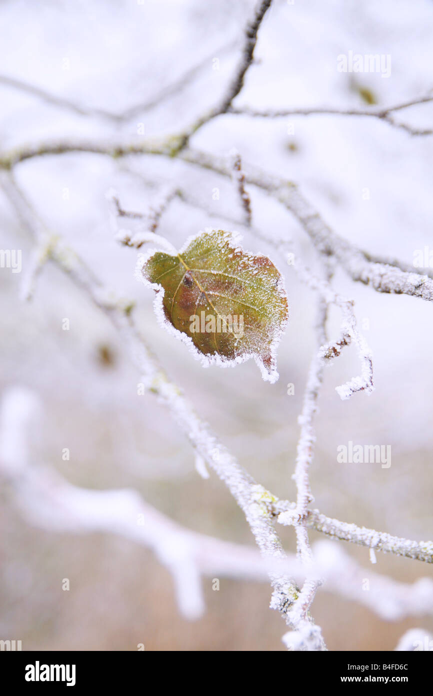 Beauty leaf tree hi-res stock photography and images - Alamy