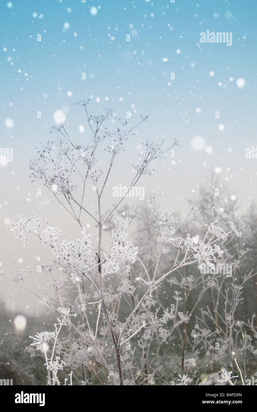Winter landscape snowy trees hi-res stock photography and images - Alamy