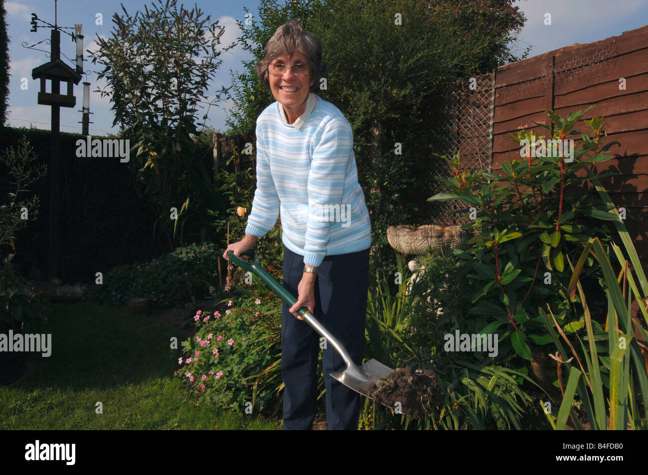 A Woman In Her Seventies, Using A Spade In Her Garden Stock Photo - Alamy