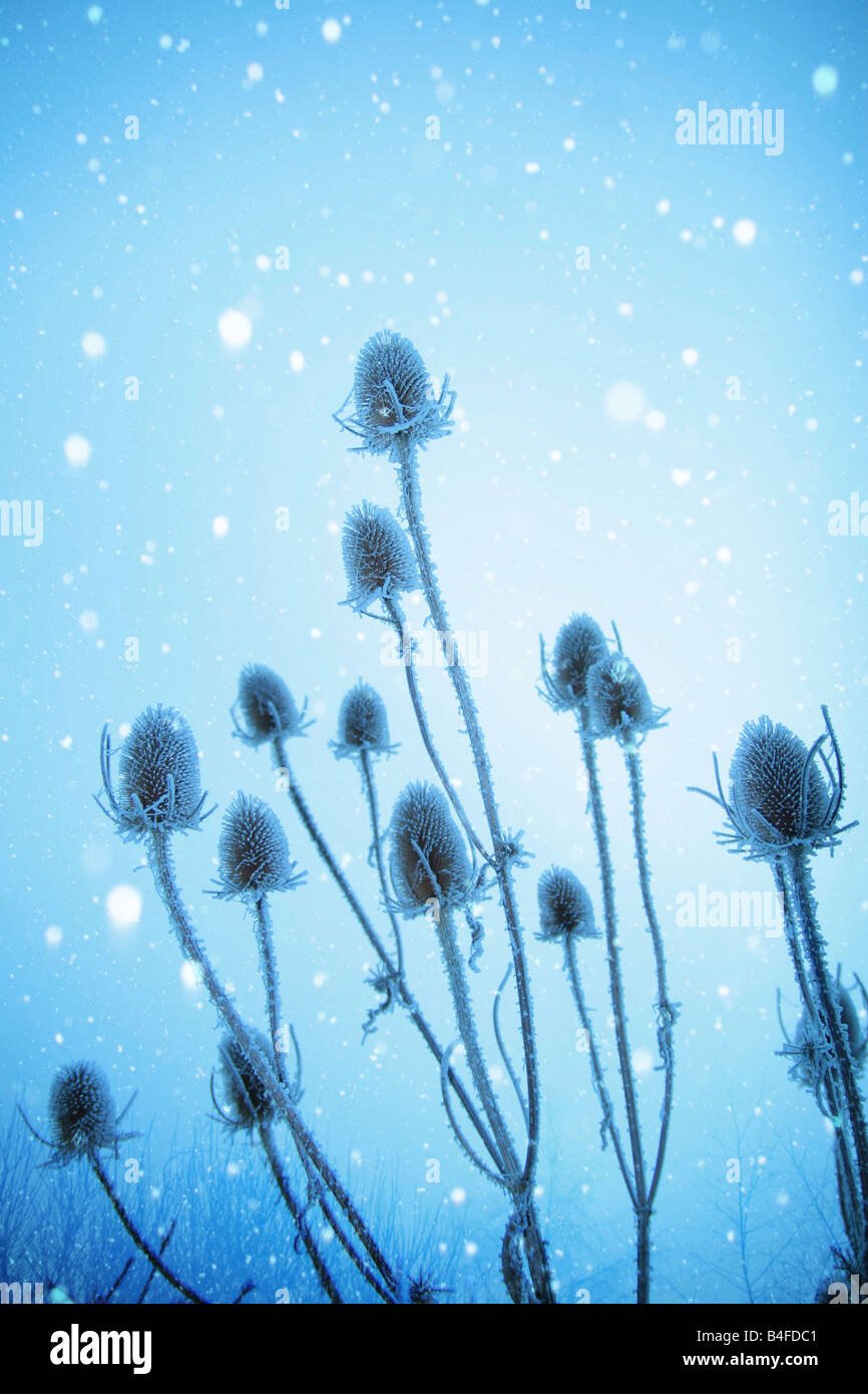 frosty blue teasels Stock Photo