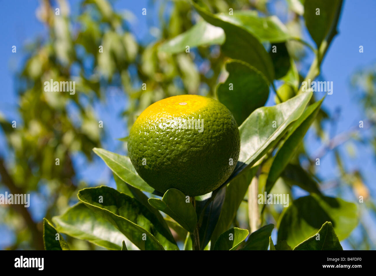 One Florida satsuma orange ripening on a tree Stock Photo Alamy
