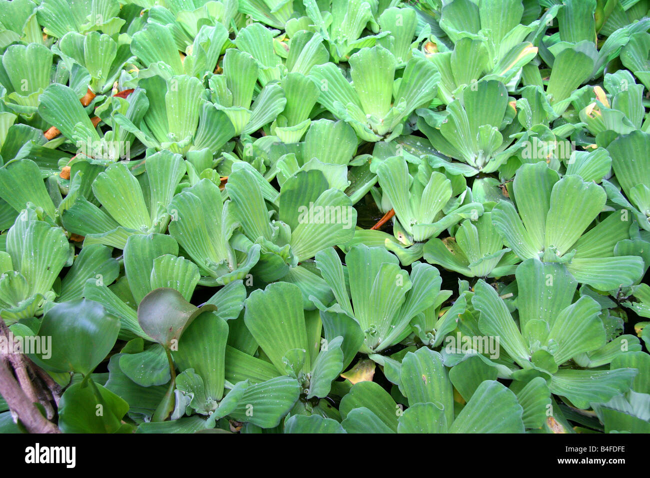 Water Cabbage or Water Lettuce Pistia Stratiotes on Water Stock Photo