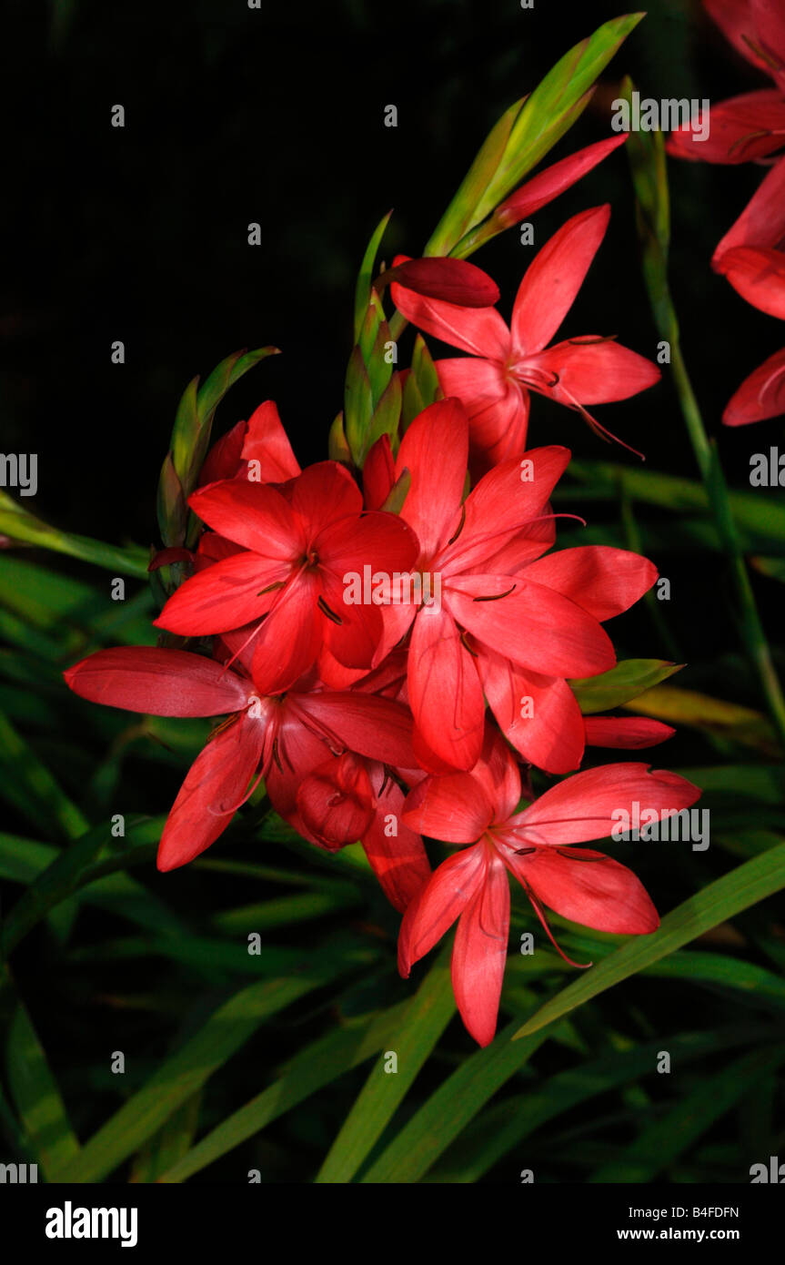 Kaffir Lilies ( Schizostylis Coccinea). Stock Photo