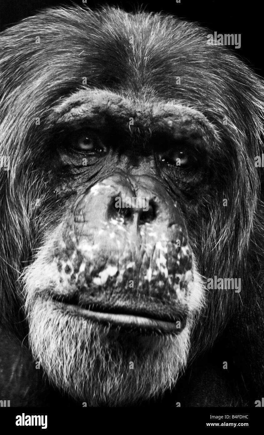 Black and white image of an old Chimpanzee September 2008 Stock Photo