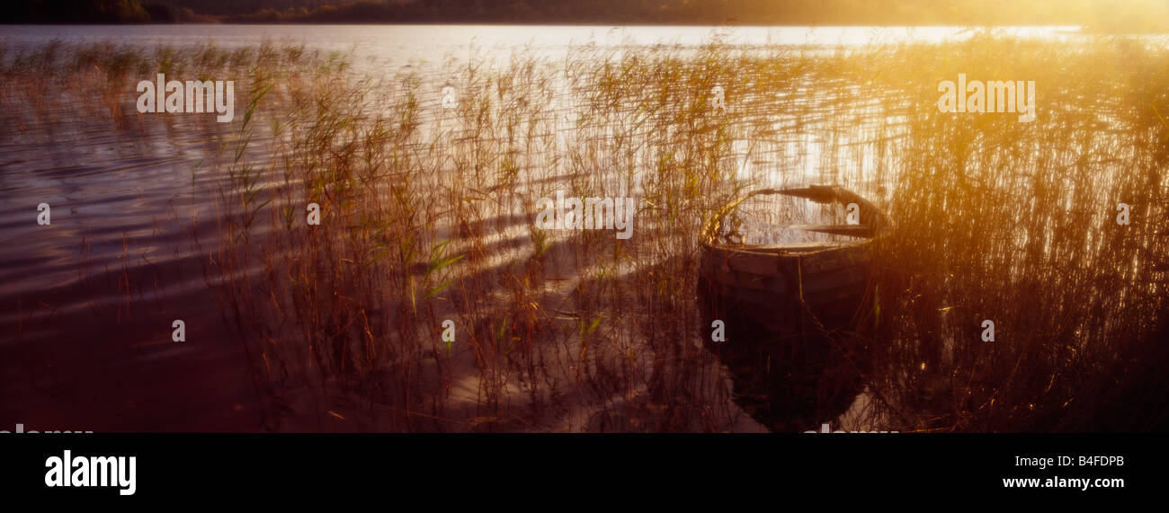 A panoramic picture of a sunken rowing boat amongst some reeds taken against a warm sunrise or sunset Stock Photo