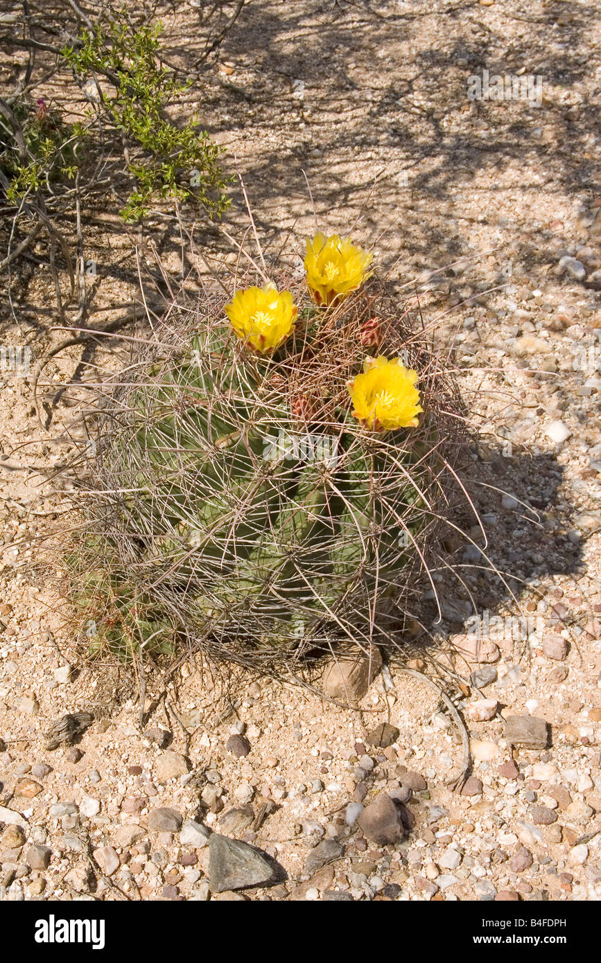 Turk's Head Barrel Ferocactus hamatacanthus Tucson Arizona United States 19 July Plant and flower Cactaceae Stock Photo