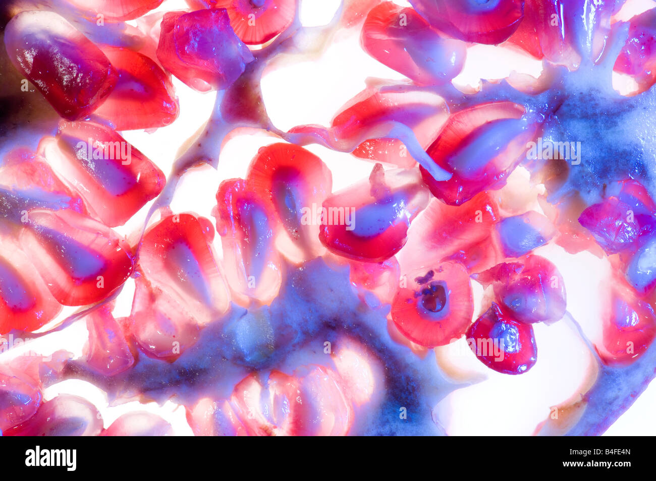 pomegranate slice sliced transparent transparency blue light studio apple granate granatapfel pom pome red cut Stock Photo