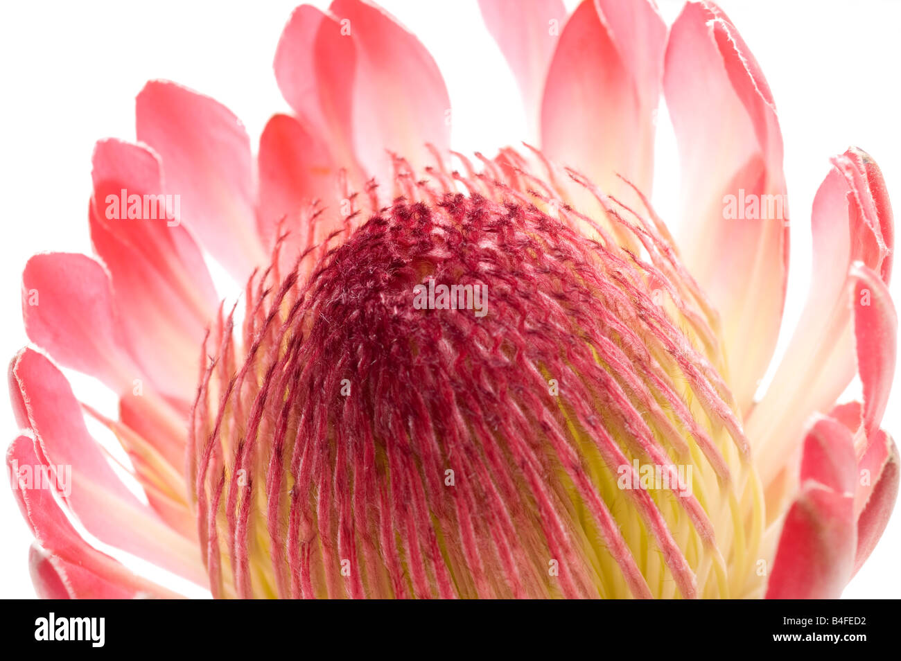 Protea 'flower head' Stock Photo