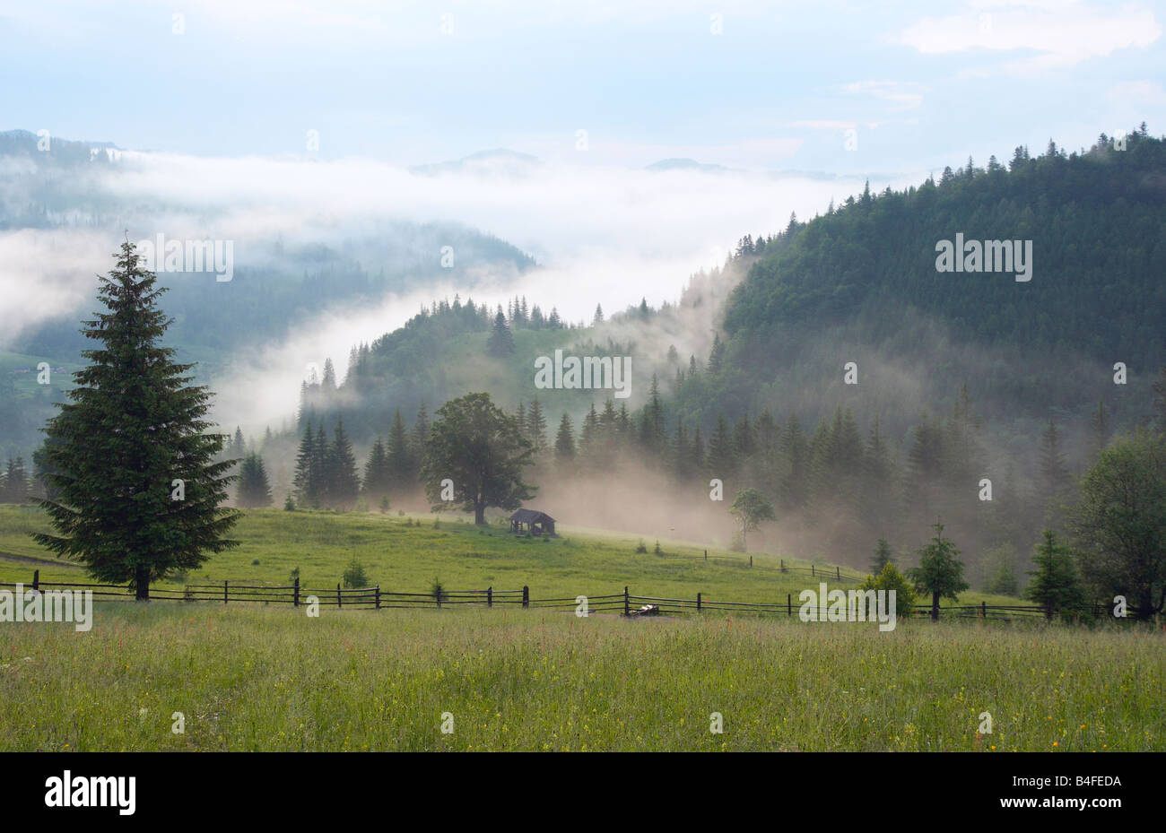 Dense glade hi-res stock photography and images - Alamy