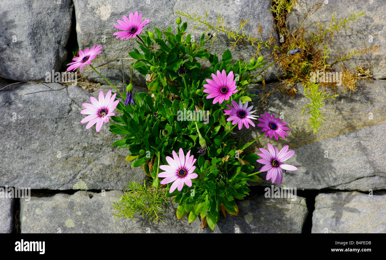 Pink flowers on an old stone wall Stock Photo - Alamy