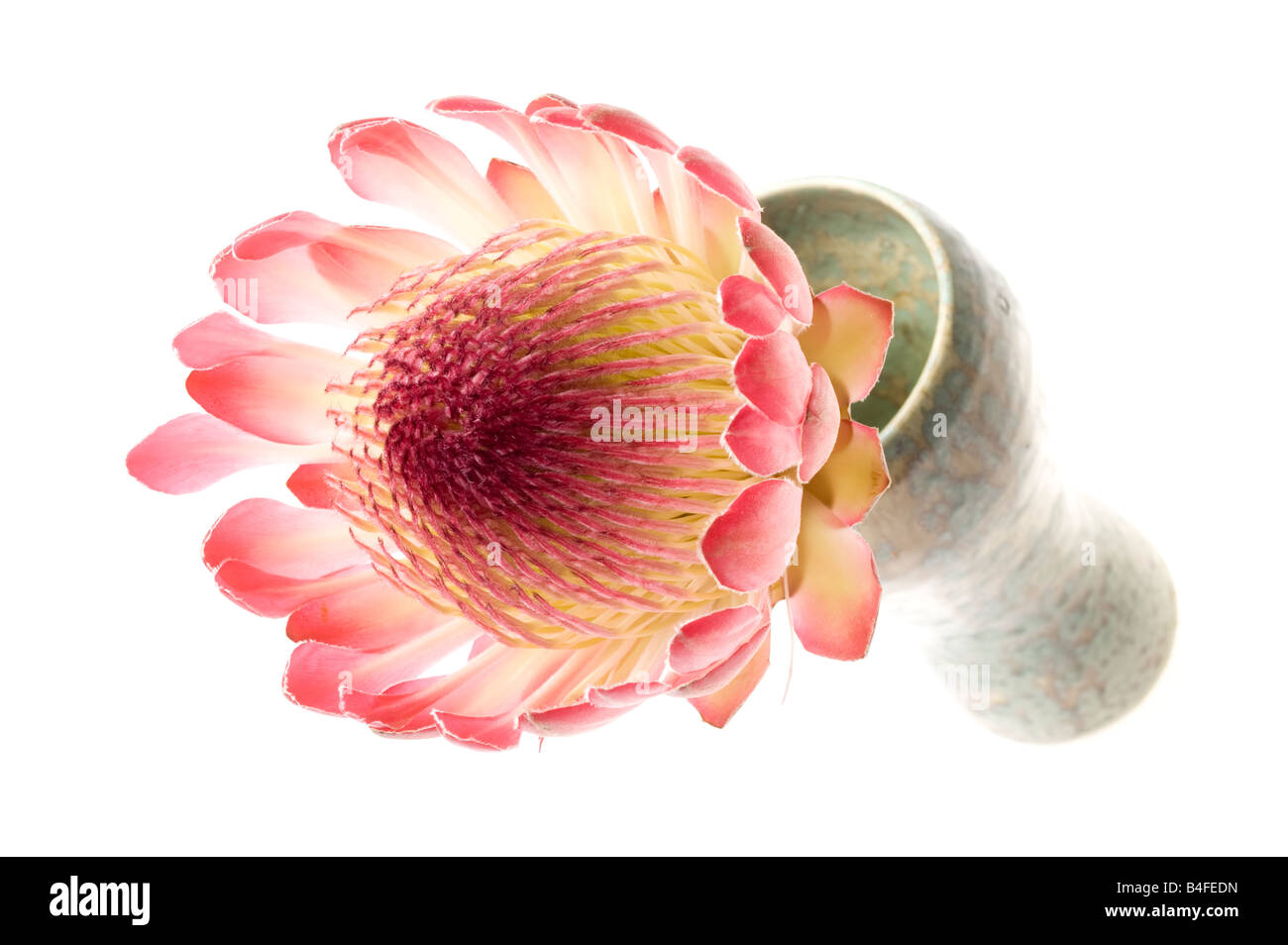Protea flower in a vase Stock Photo