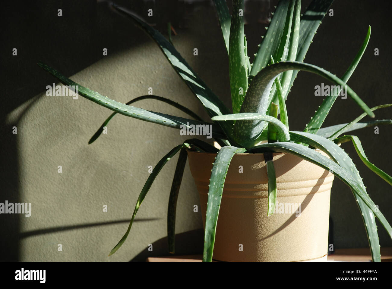 An Aloe Vera plant in a yellow pot with the sun shining on it against the wall.su Stock Photo