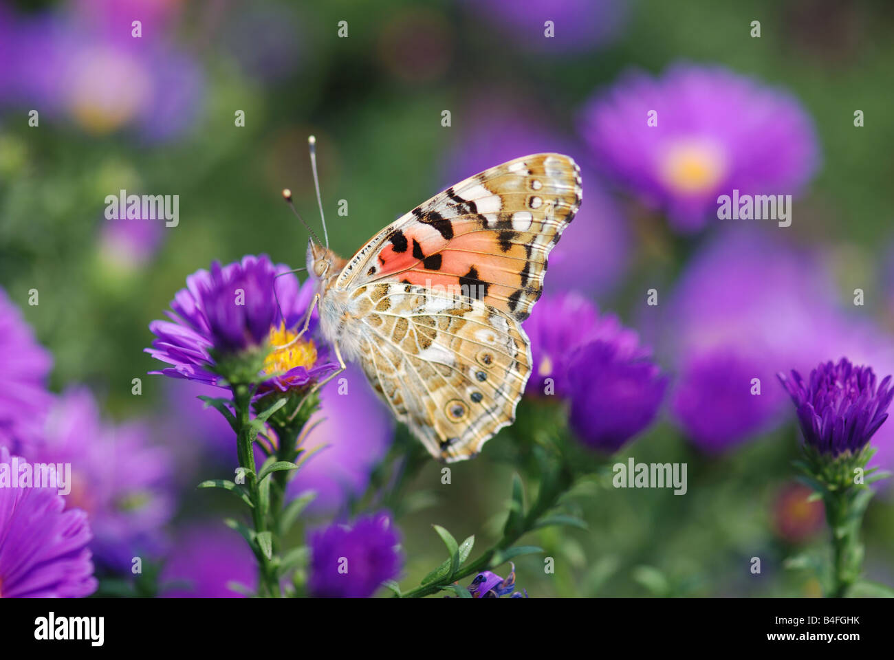 beautiful butterfly on yellow flower Stock Photo