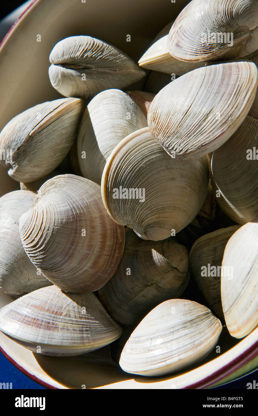 Little neck clams ready to cook Stock Photo Alamy