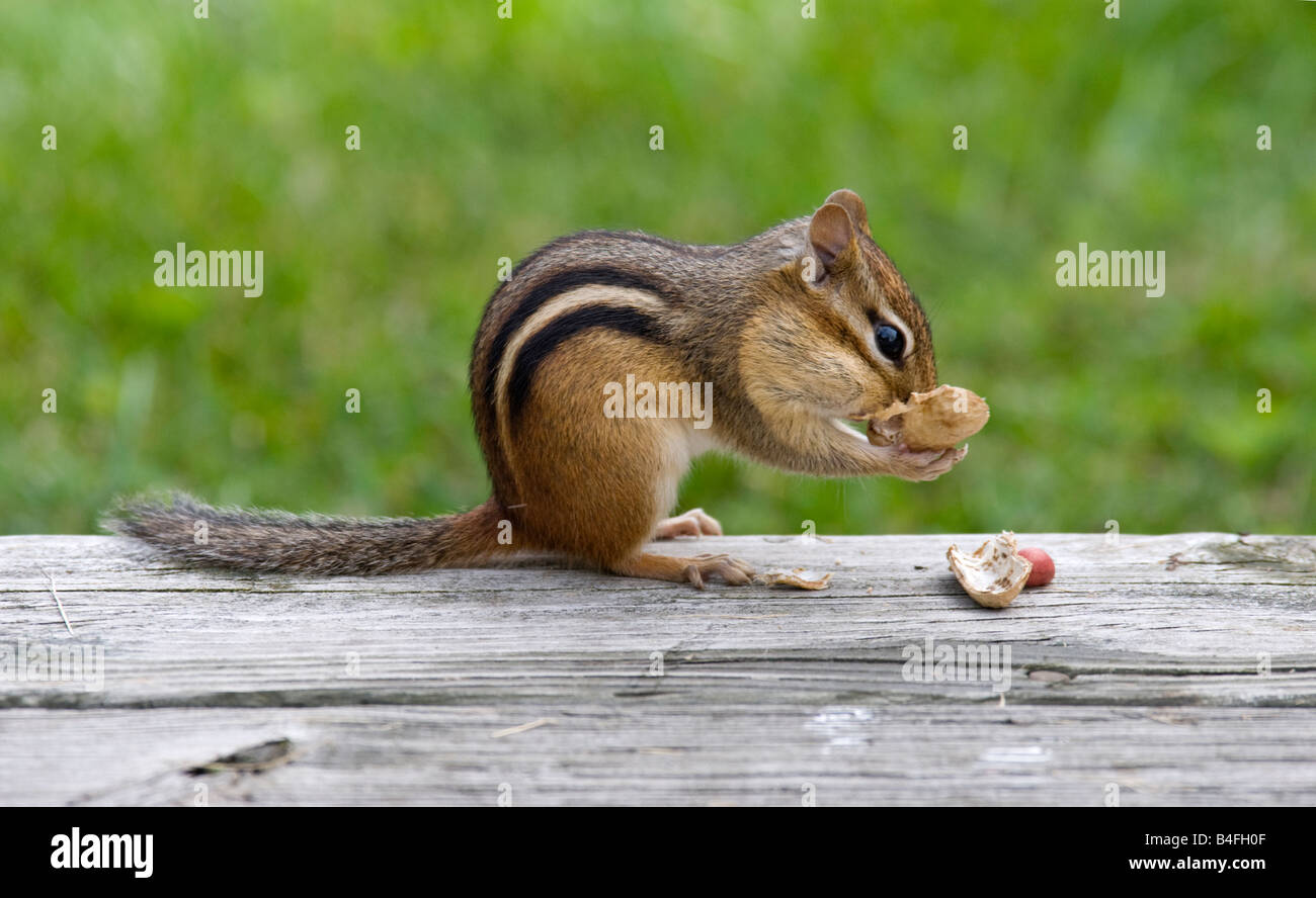 Eastern Chipmunk eating a peanut Stock Photo