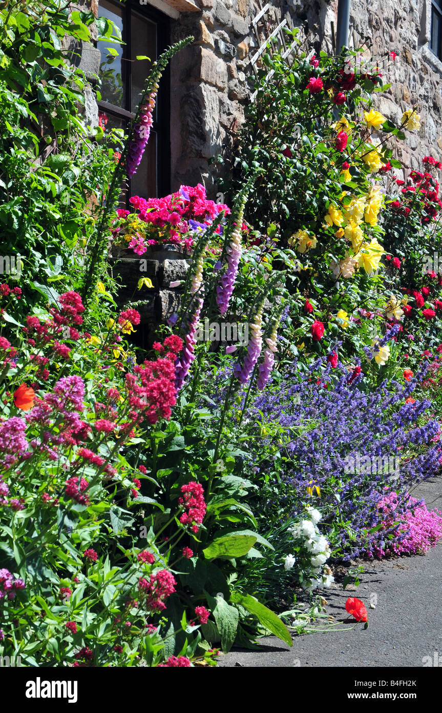 English cottage garden flowers hi-res stock photography and images - Alamy