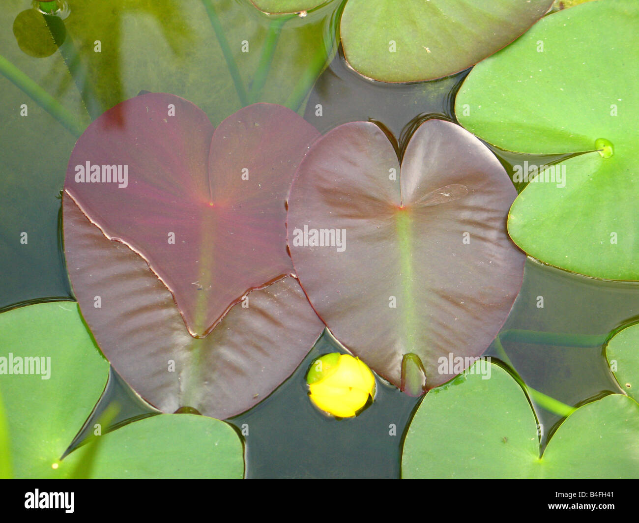 Water lillies in a pond. Botanical garden, Caracas, Venezuela Stock Photo