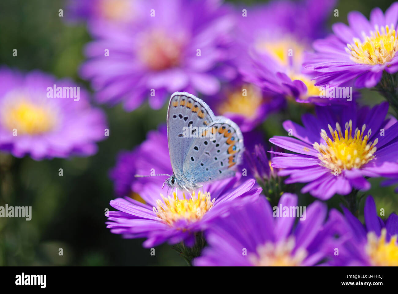 beautiful butterfly on purple flower Stock Photo - Alamy