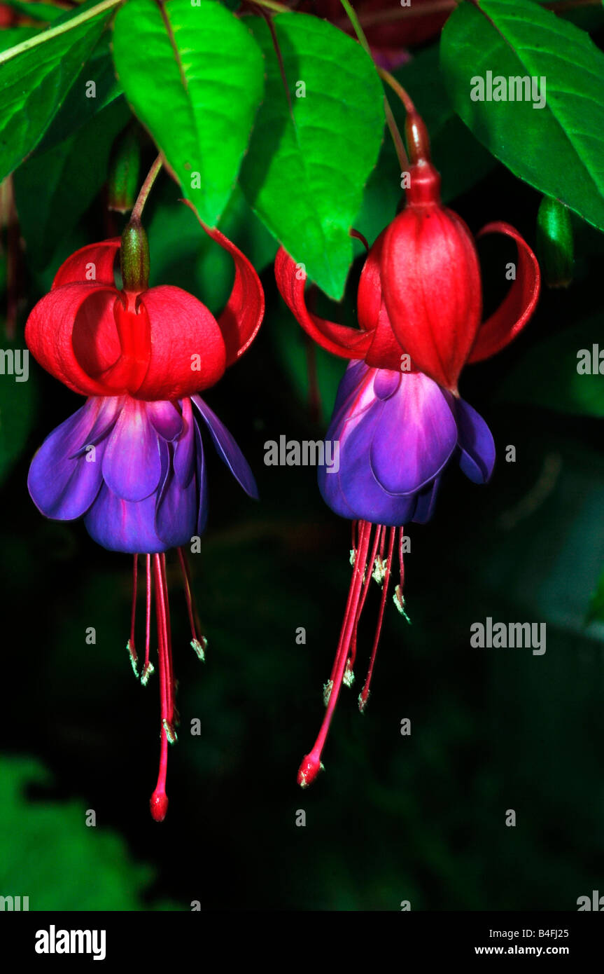 Closeup Image Of Two Fuchsia Flowers. Stock Photo