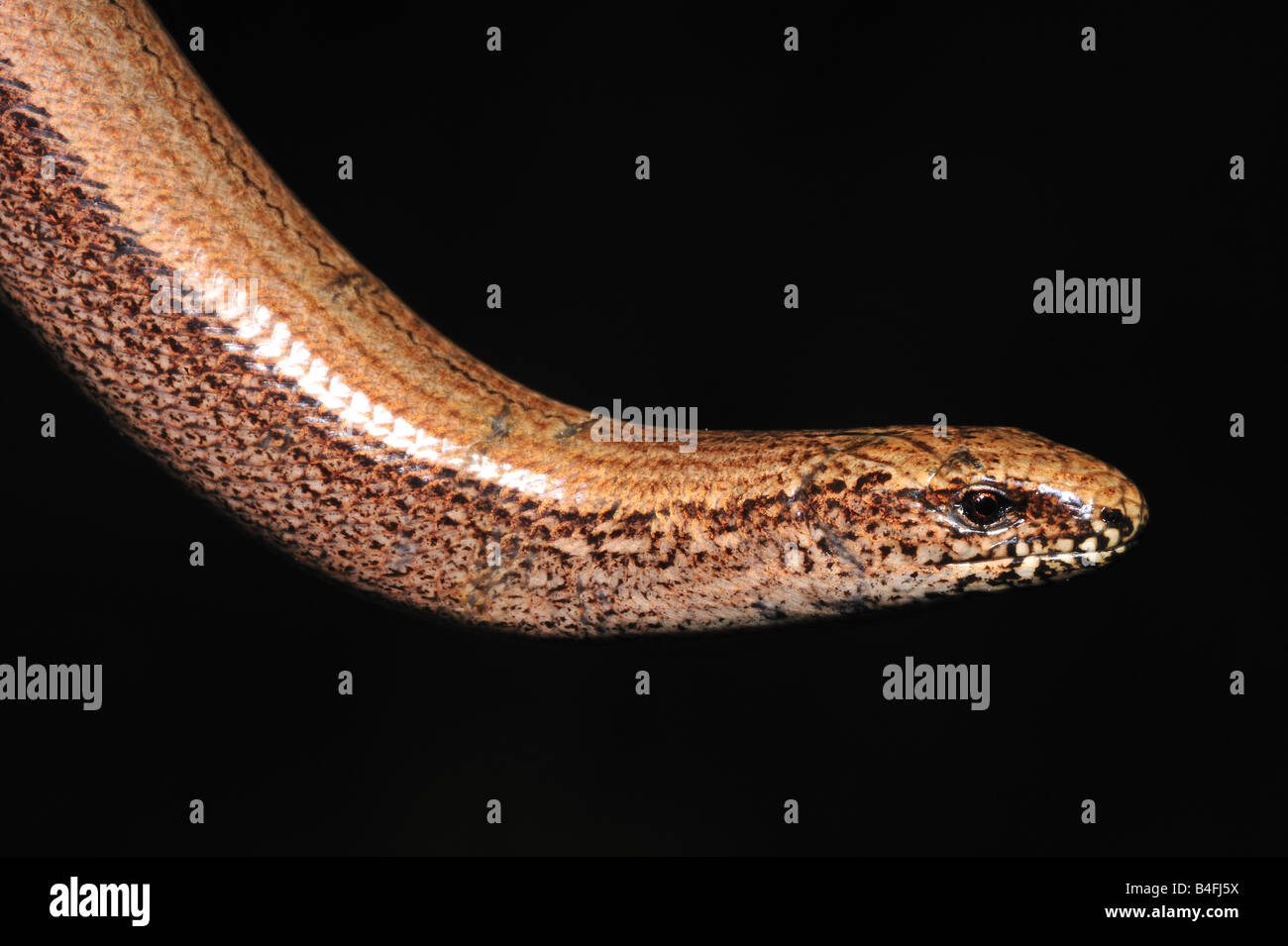 Slow worm (Anguis fragilis) Stock Photo