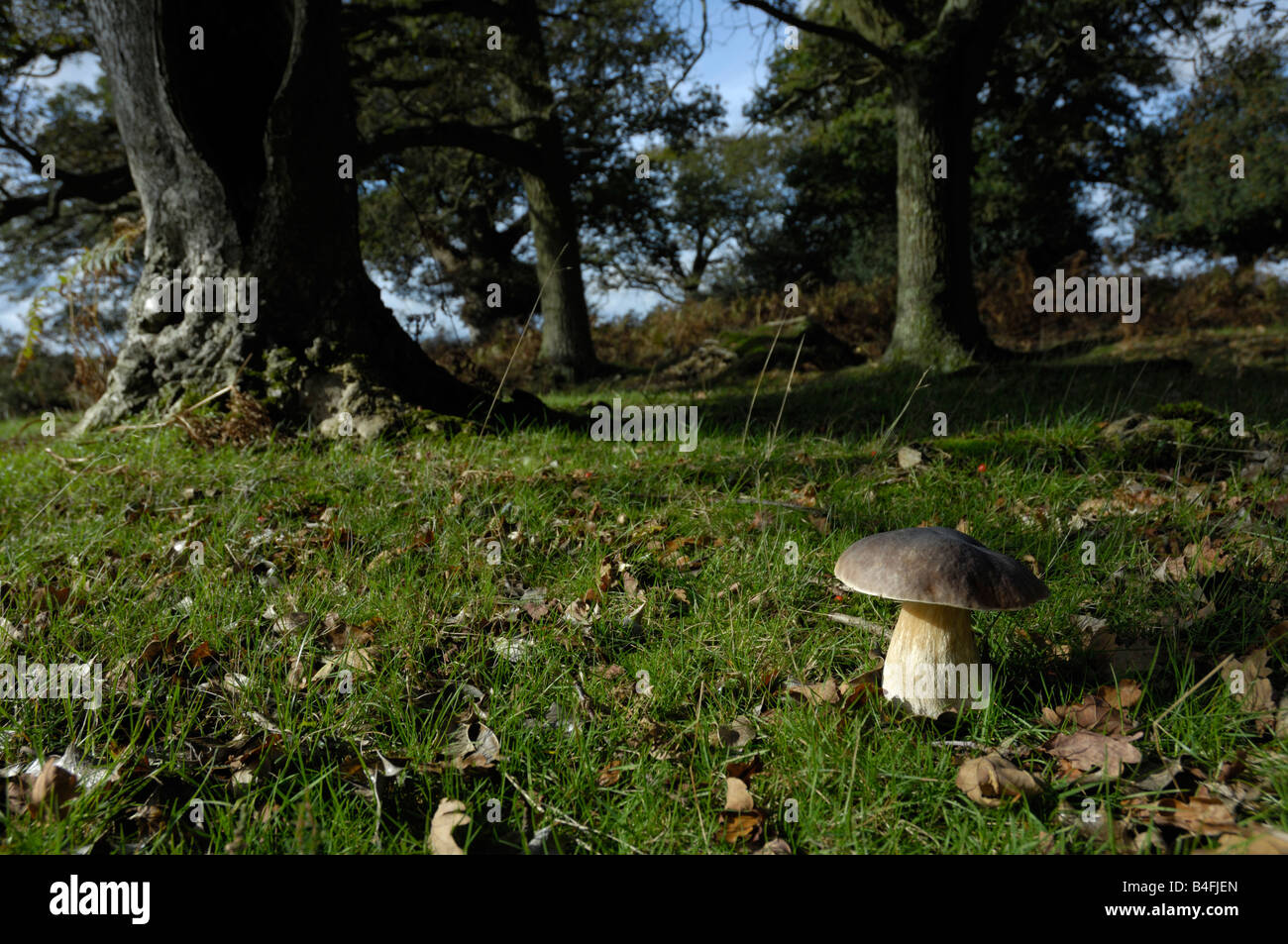 Cep mushroom growing in open forest Stock Photo - Alamy