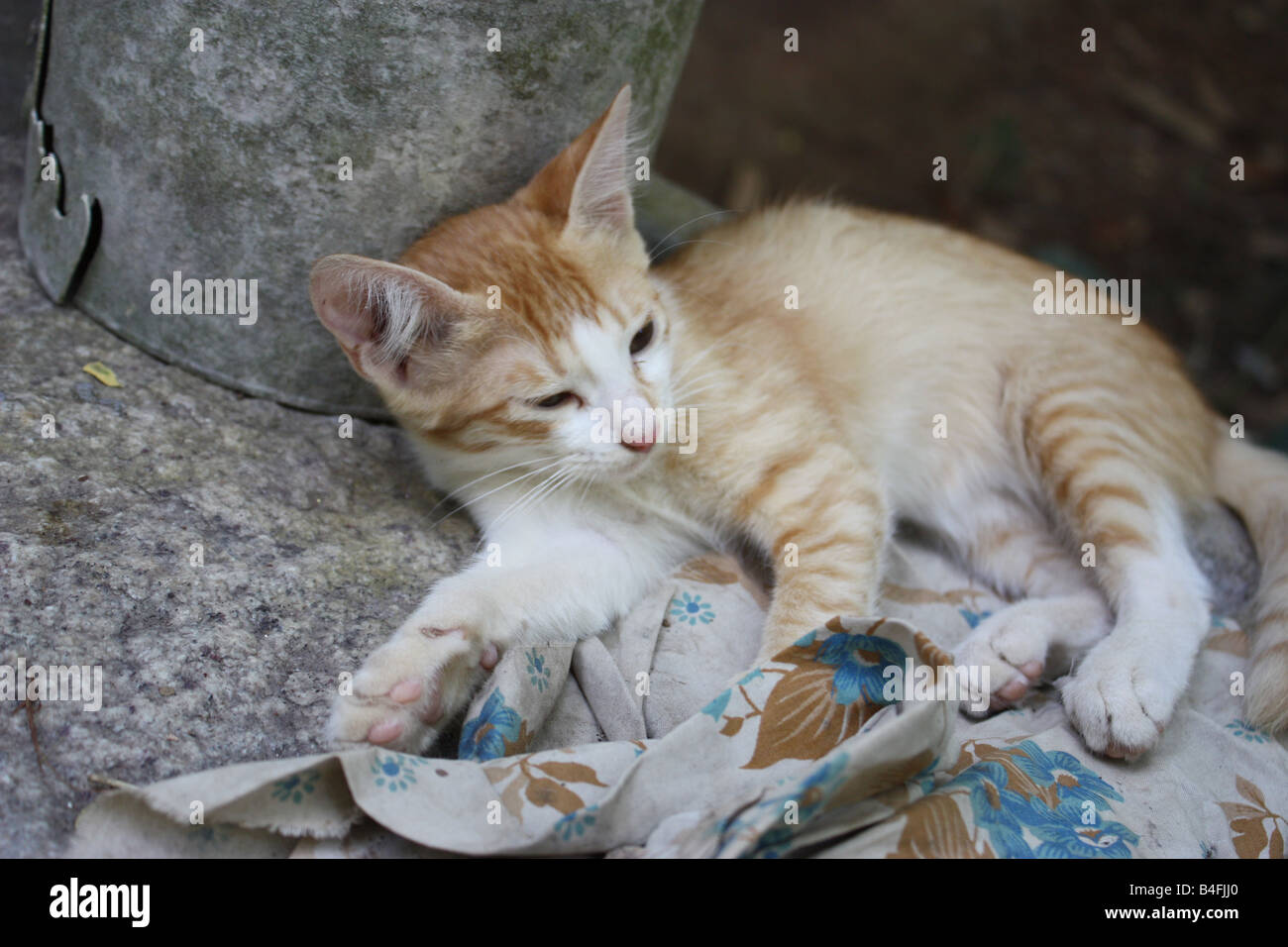 A cute kitten lying in a sleepy mood Stock Photo