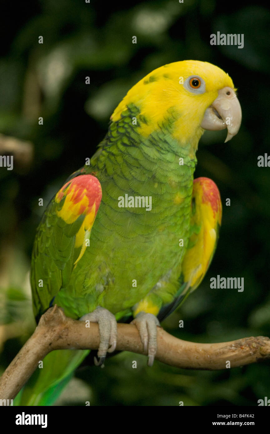 Yellow-headed Amazon Parrot (Amazona oratrix) Endangered, Captive Belize Stock Photo