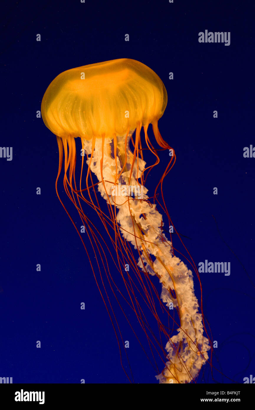 Pacific Sea Nettle Jellyfish (Chrysaora fuscescens) Vancouver Aquarium, Vancouver B.C. Canada Stock Photo