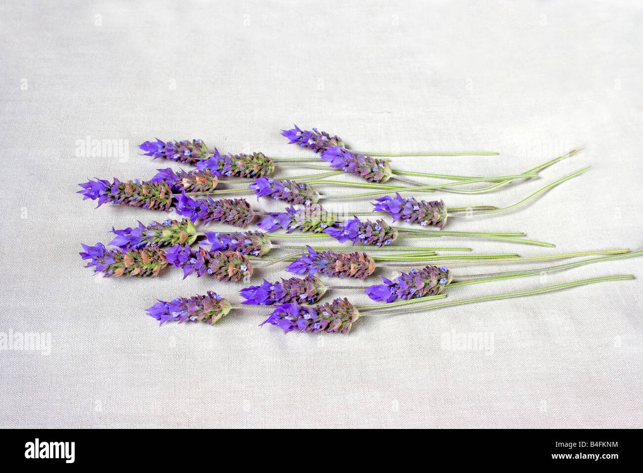 Lavender sprigs on white background Stock Photo - Alamy