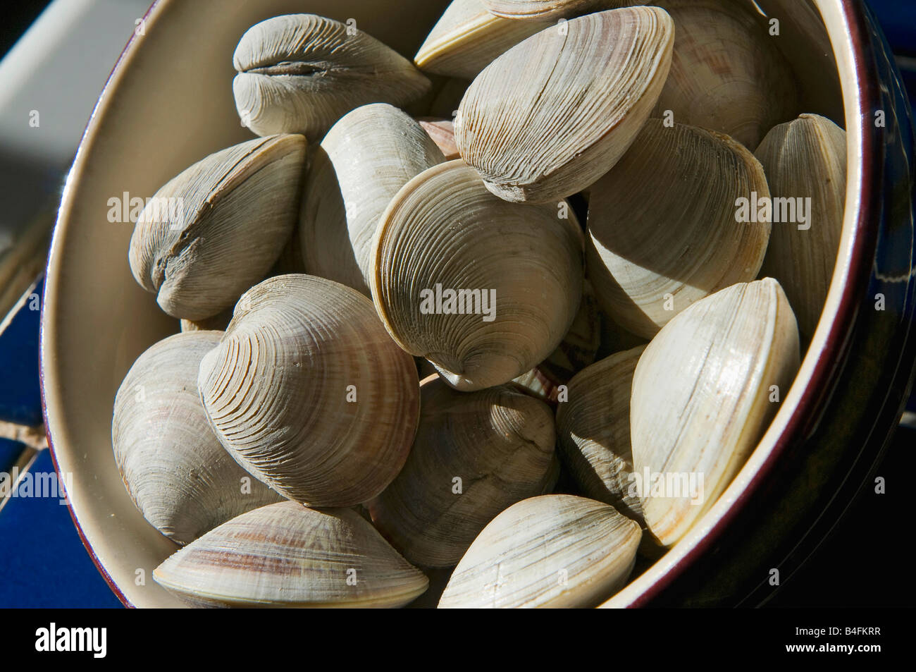 Little neck clams ready to cook Stock Photo Alamy