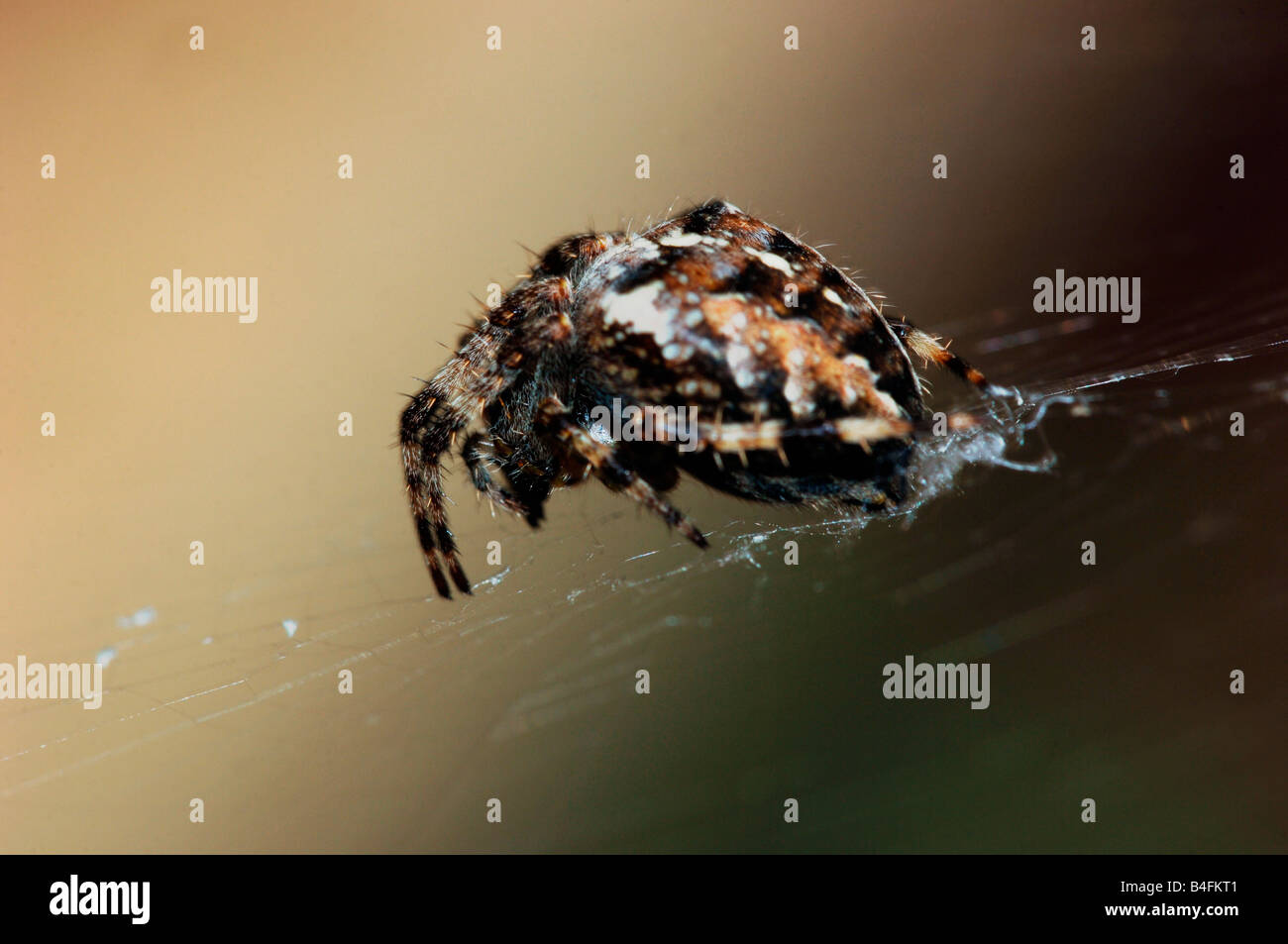 A Garden Spider (Araneus diadematus) On Its Web.Its Also Known As The Cross Spider. Stock Photo