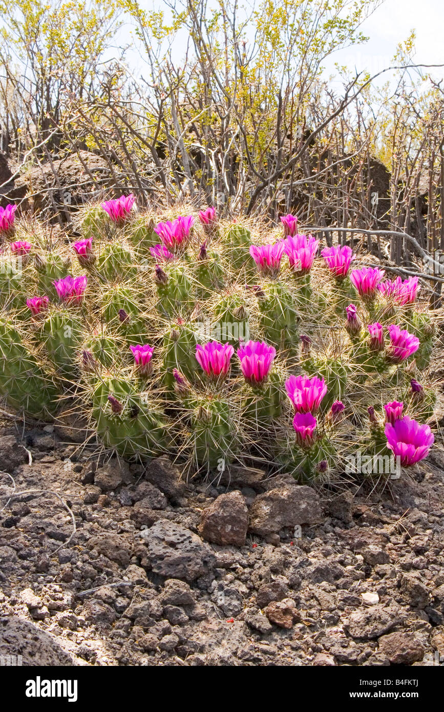 Pitaya Echinocereus enneacanthus var enneacanthus west Texas United States 15 April Plant and flower Cactaceae Stock Photo