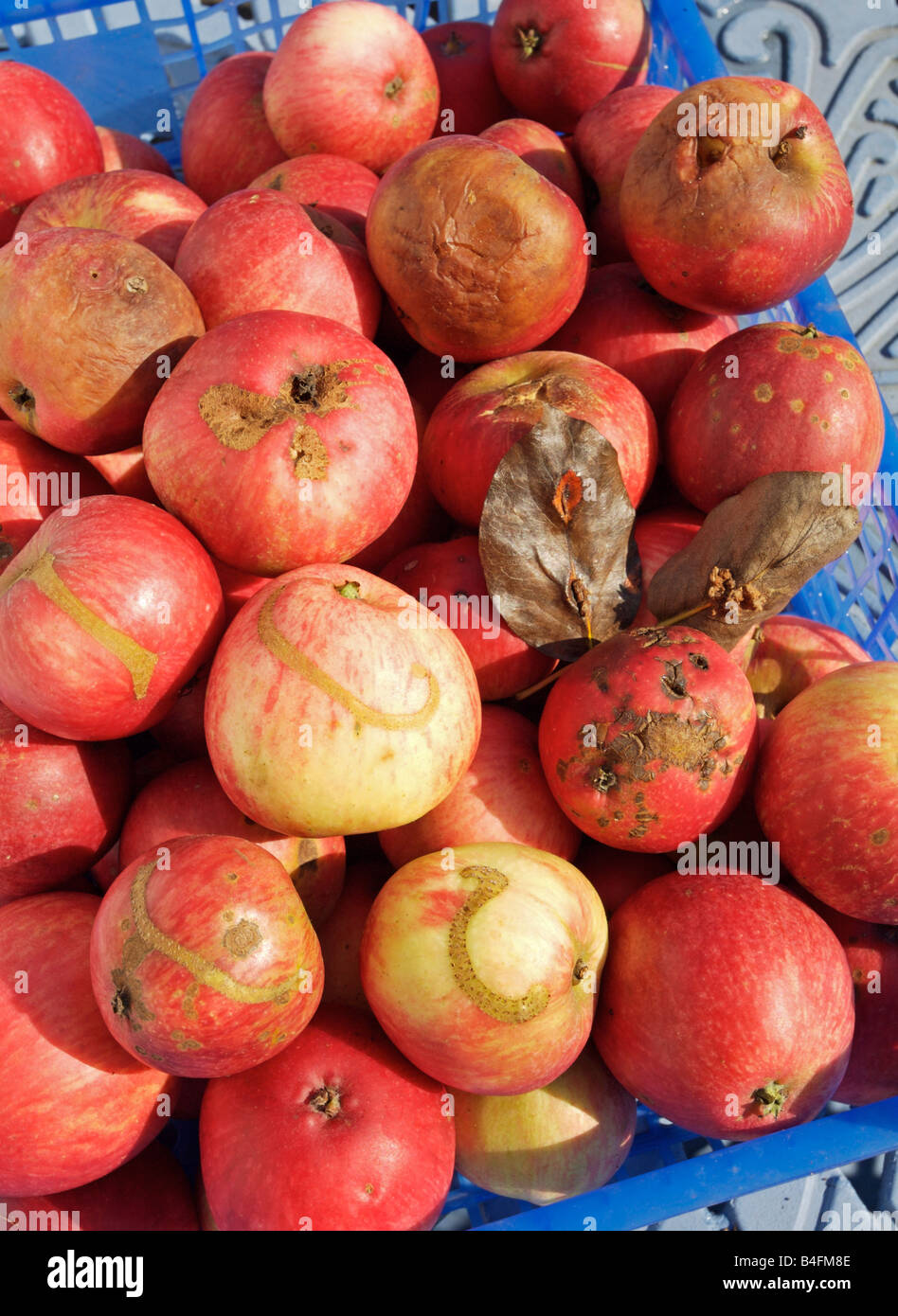 Diseased apples, with Sawfly, Scab and Brown rot Stock Photo
