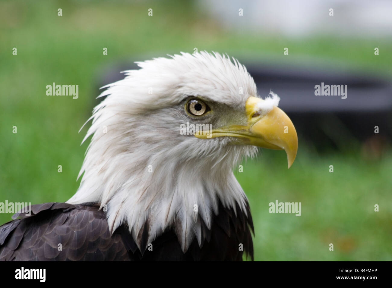 The Bald Eagle (Haliaeetus leucocephalus). Stock Photo